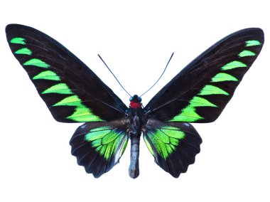 Yeşil birdwing kelebek