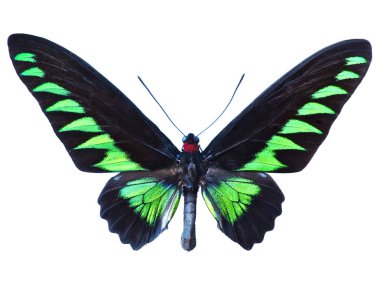 Green birdwing butterfly clipart