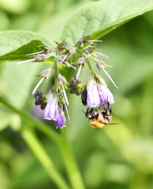 Mor ya da pembe bahar çiçek üzerinde oturan bumblebee 