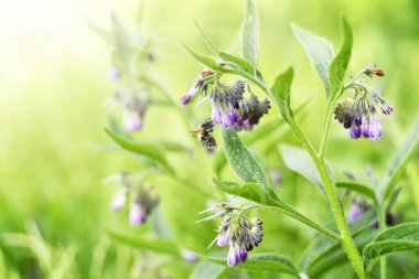 Mor ya da pembe bahar çiçek üzerinde oturan bumblebee 