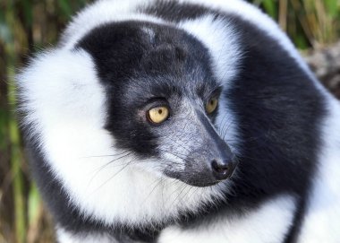 Siyah ve beyaz renkli lemur