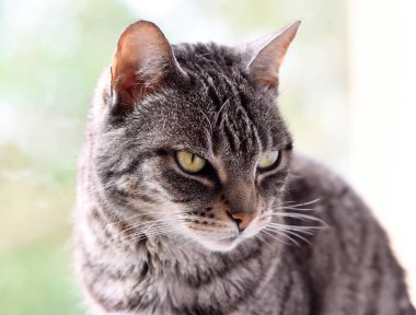 Bir pencerede otururken sevimli tekir kedi