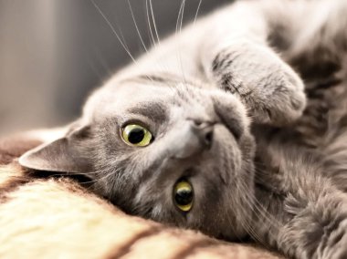 Şirin Rus mavi kedi l