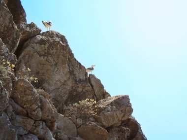 Otururken veya bir uçurumun kıyısında dinlenme martılar