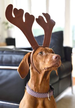 Ren geyiği geyik boynuzu ile şirin kahverengi köpek