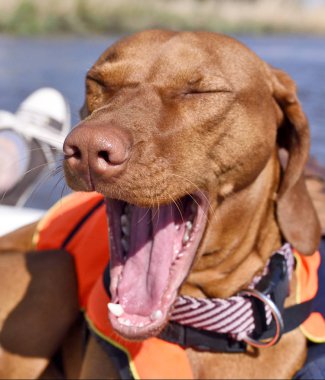 Şirin kahverengi köpek ya da Viszla esneme