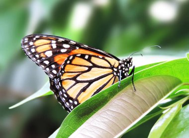 güzel kelebek monarch