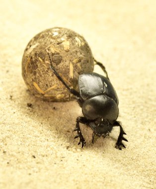 Bokböceği böceği bir kumul üzerinde