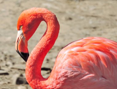 Kırmızı büyük flamingo