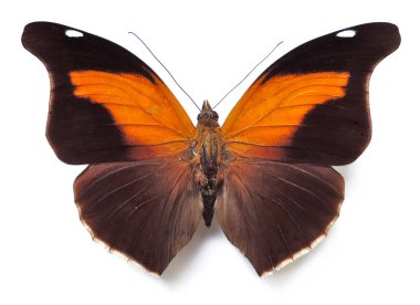 Turuncu ve kahverengi kelebek