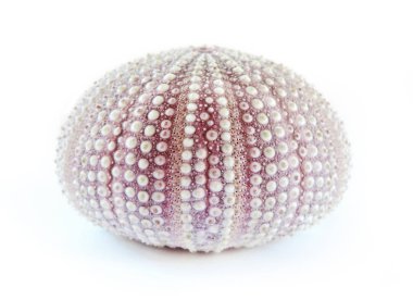 Pembe ya da mor deniz kestanesi