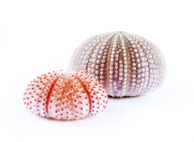 pembe deniz kestanesi