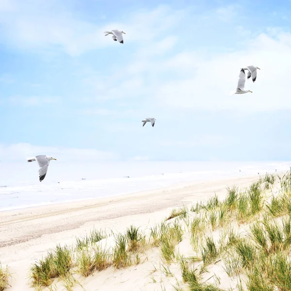 Beach dunes with flying seagulls