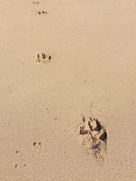 모래에 개 의발 자국이나 있다 — 스톡 사진