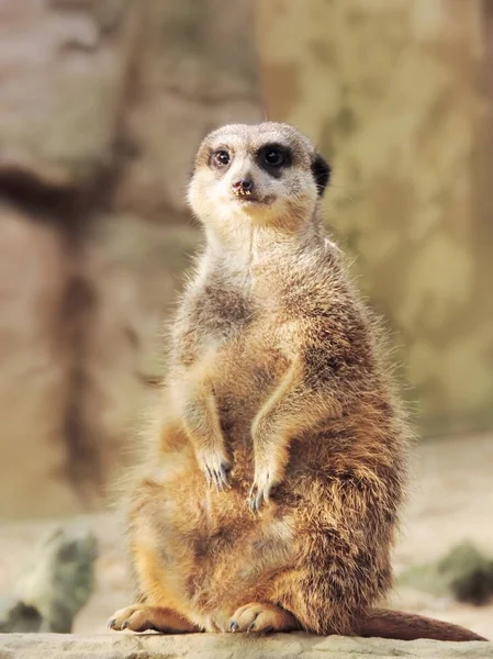 Cute suricate watching out — Stock Photo, Image