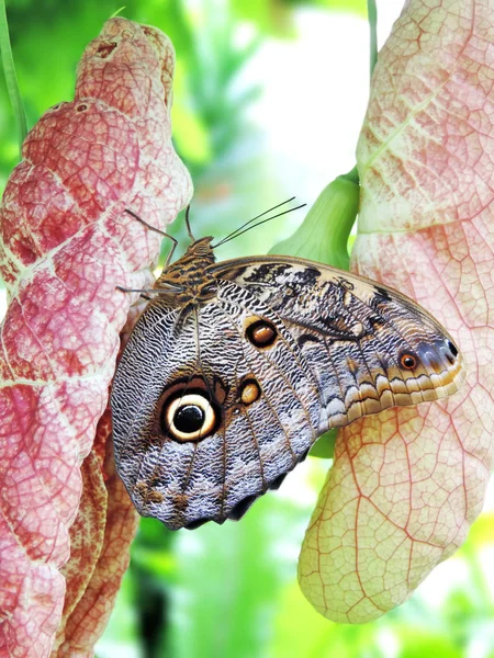 Butterfly opknoping of zittend op een tropische bloem — Stockfoto