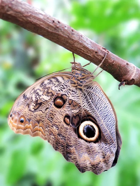 Schmetterling hängt oder sitzt auf einer tropischen Blume — Stockfoto