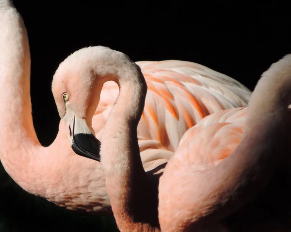 Grandes flamingos cor de rosa ao sol — Fotografia de Stock