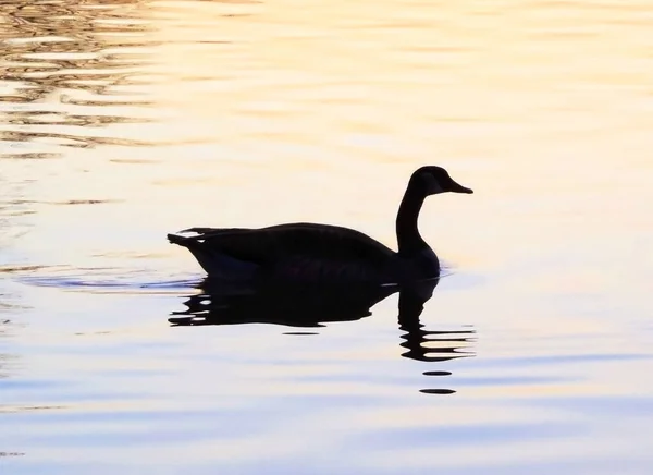 Pato nadador ou silhueta de ganso — Fotografia de Stock