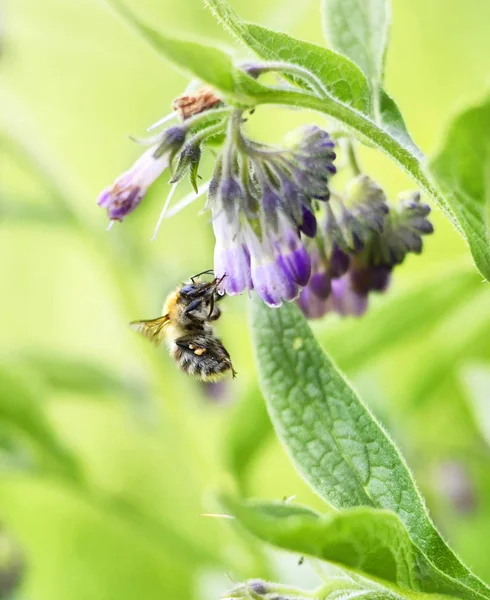 Bumblebee sentado em uma flor de primavera roxo ou rosa — Fotografia de Stock