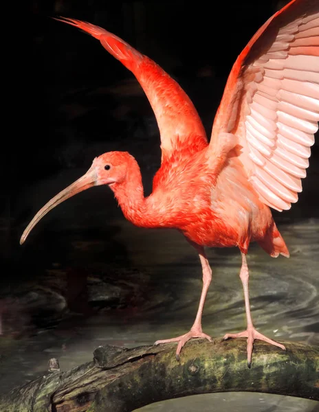 Pássaro ibis vermelho com asas abertas — Fotografia de Stock