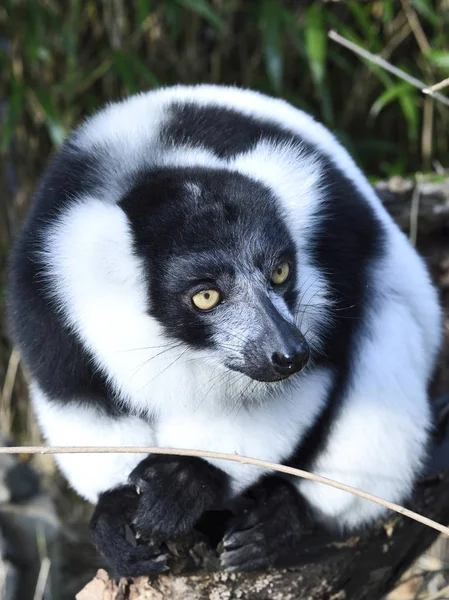 Svart og hvit lemur – stockfoto