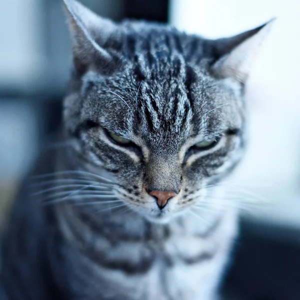 グレーのトラ猫、縞模様の猫 — ストック写真
