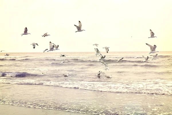Gaivotas voadoras na praia — Fotografia de Stock
