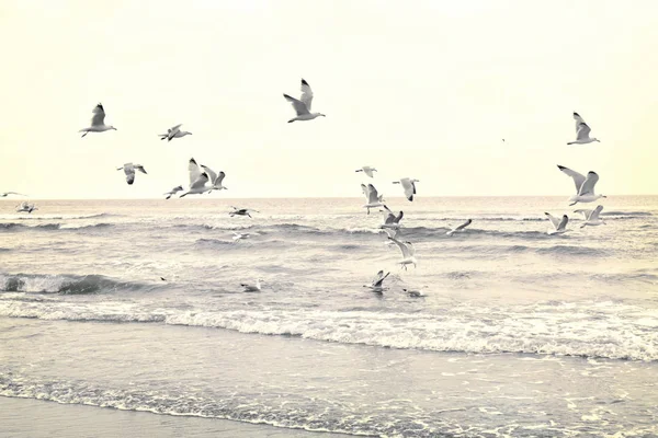 Flying seagulls on the beach — Stock Photo, Image
