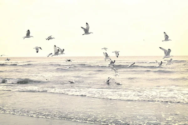 Flygande måsar på stranden — Stockfoto