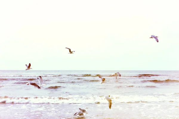 Ιπτάμενοι γλάροι στην παραλία — Φωτογραφία Αρχείου
