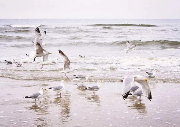 Gaviotas voladoras en la playa — Foto de Stock