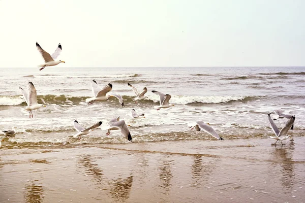 Gaviotas voladoras en la playa — Foto de Stock