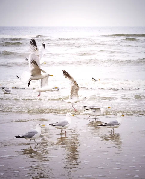 Gaviotas voladoras en la playa — Foto de Stock