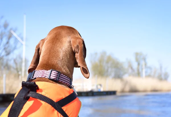 Can yeleği ile şirin viszla köpek
