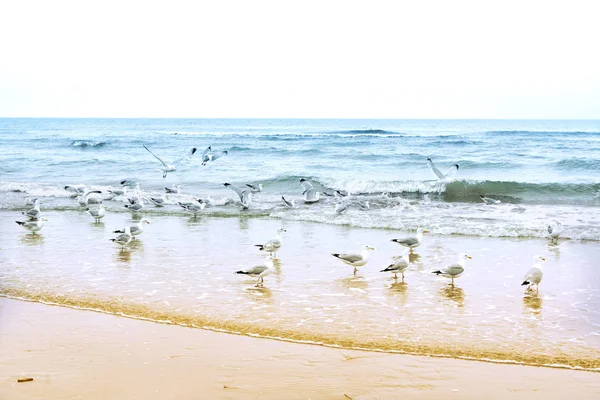Gabbiani sulla spiaggia — Foto Stock