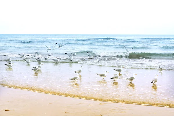 Gaviotas en la playa — Foto de Stock