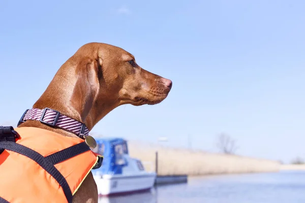 Cão em um barco a motor — Fotografia de Stock