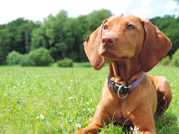 Genç köpek, açık sahne