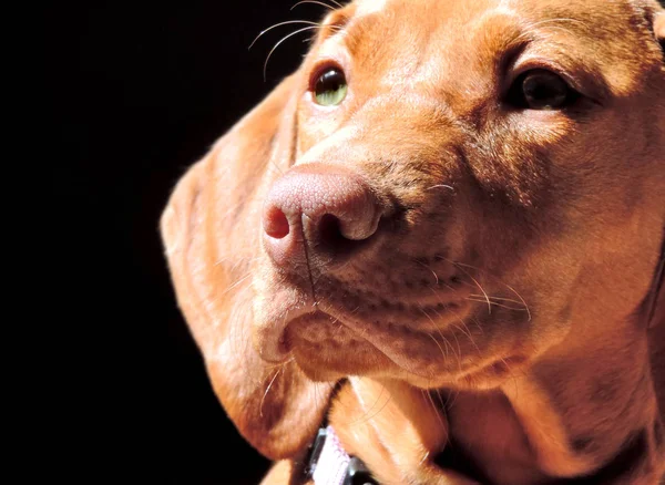Söt brun hund eller Viszla — Stockfoto