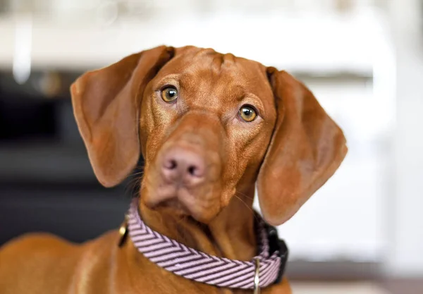 Söt brun hund eller Viszla — Stockfoto