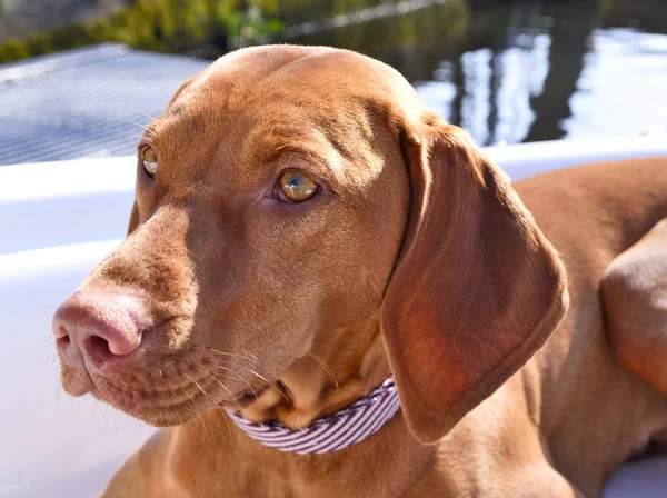 Cão marrom bonito em um barco — Fotografia de Stock