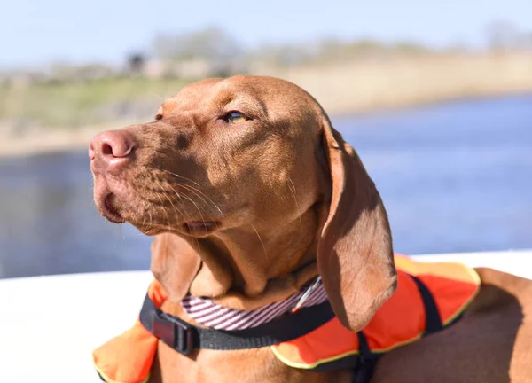 Hund på en motorbåt — Stockfoto