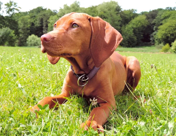 Jonge hond, buiten scène — Stockfoto