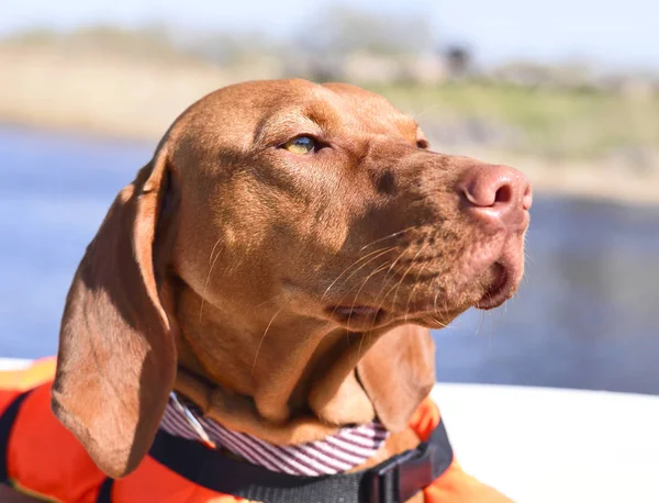 Hund på en motorbåt — Stockfoto