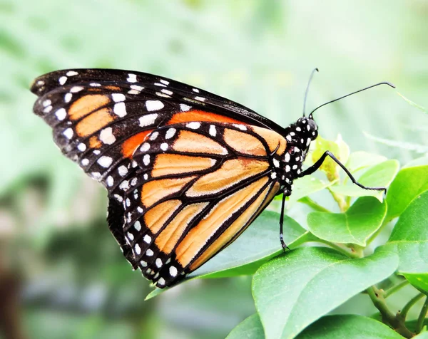 Красива Метелик монарх — стокове фото