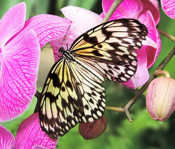 Schöner gelber und schwarzer Schmetterling — Stockfoto