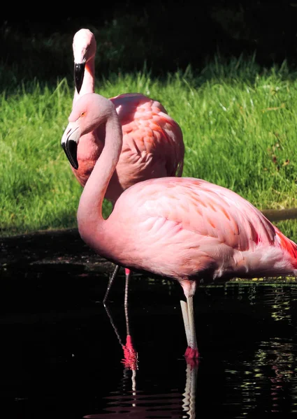 Büyük pembe flamingolar — Stok fotoğraf