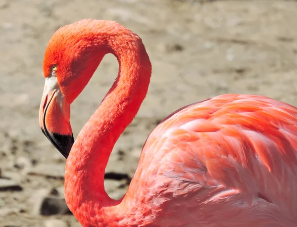 Röd stor flamingo — Stockfoto