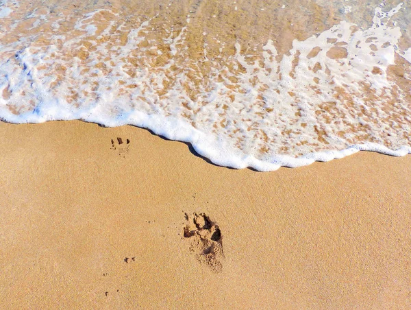 Psí tlapa otisky nebo stopy na pláži — Stock fotografie